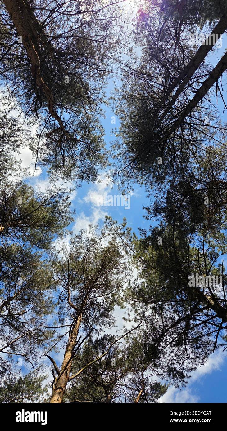 Forest canopy - Smartphone Captured Stock Image