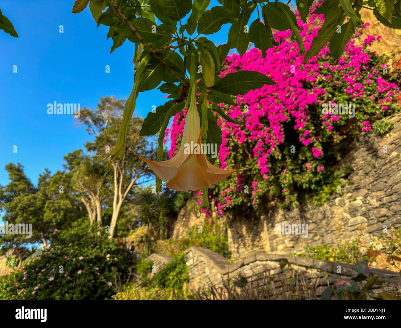 Engelstrompete und Bougainvillea vor Natursteinmauer im mediterranen Garten - Smartphone Captured Stock Image