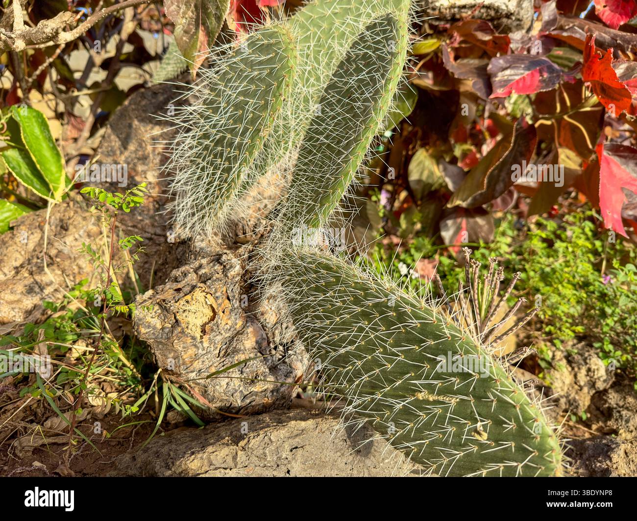 Opuntia-Kaktus mit langen Stacheln zwischen Felsen im Sonnenlicht - Smartphone Captured Stock Image