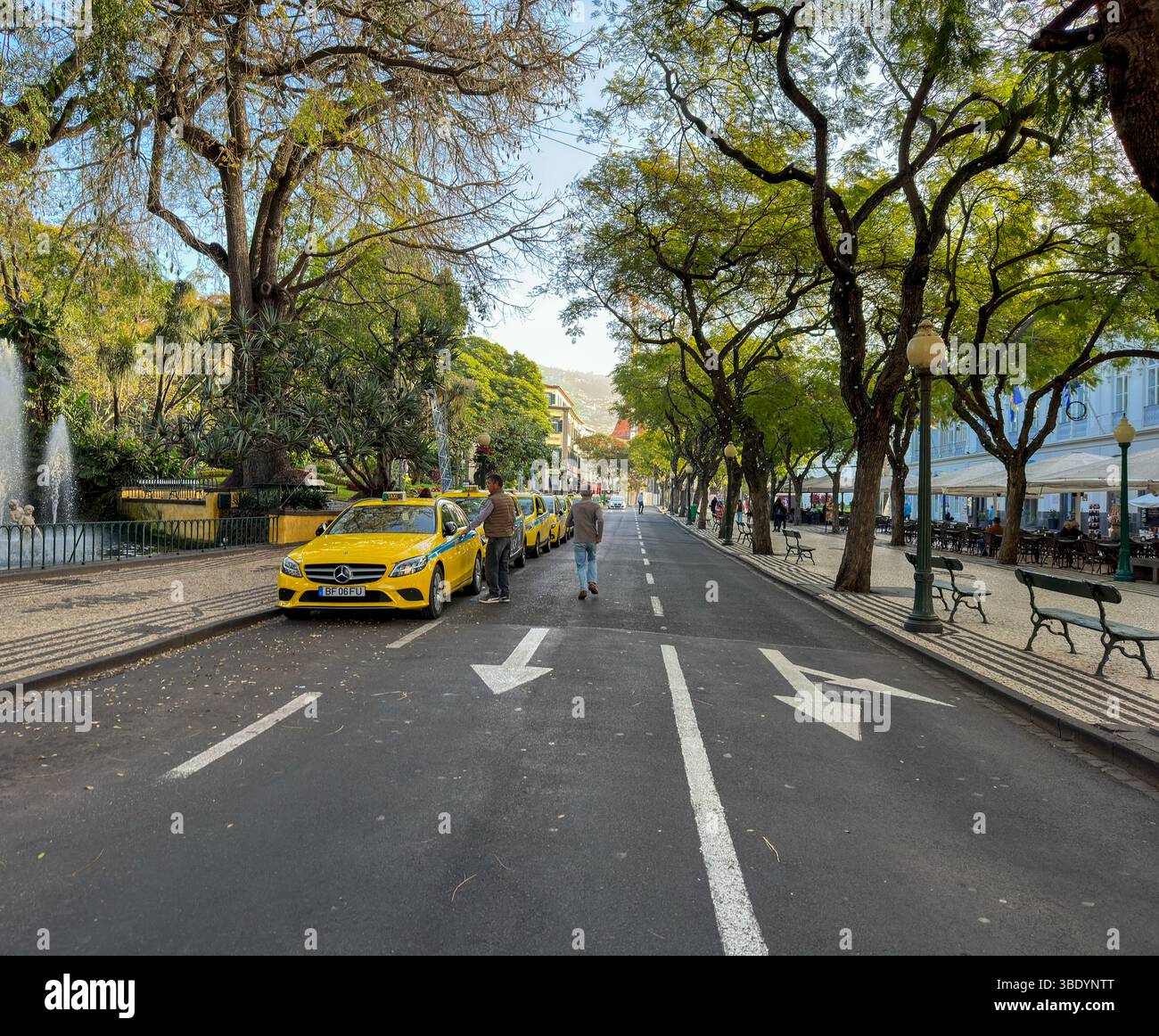 Gelbe Taxis auf einer von Bäumen gesäumten Straße im Stadtzentrum von Funchal, Madeira - Smartphone Captured Stock Image