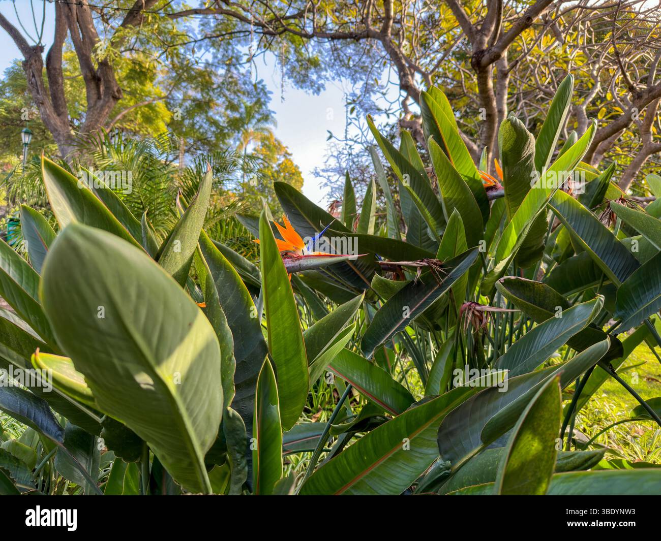 Strelitzia (Paradiesvogelblume) und tropische Vegetation im Stadtpark von Funchal, Madeira - Smartphone Captured Stock Image