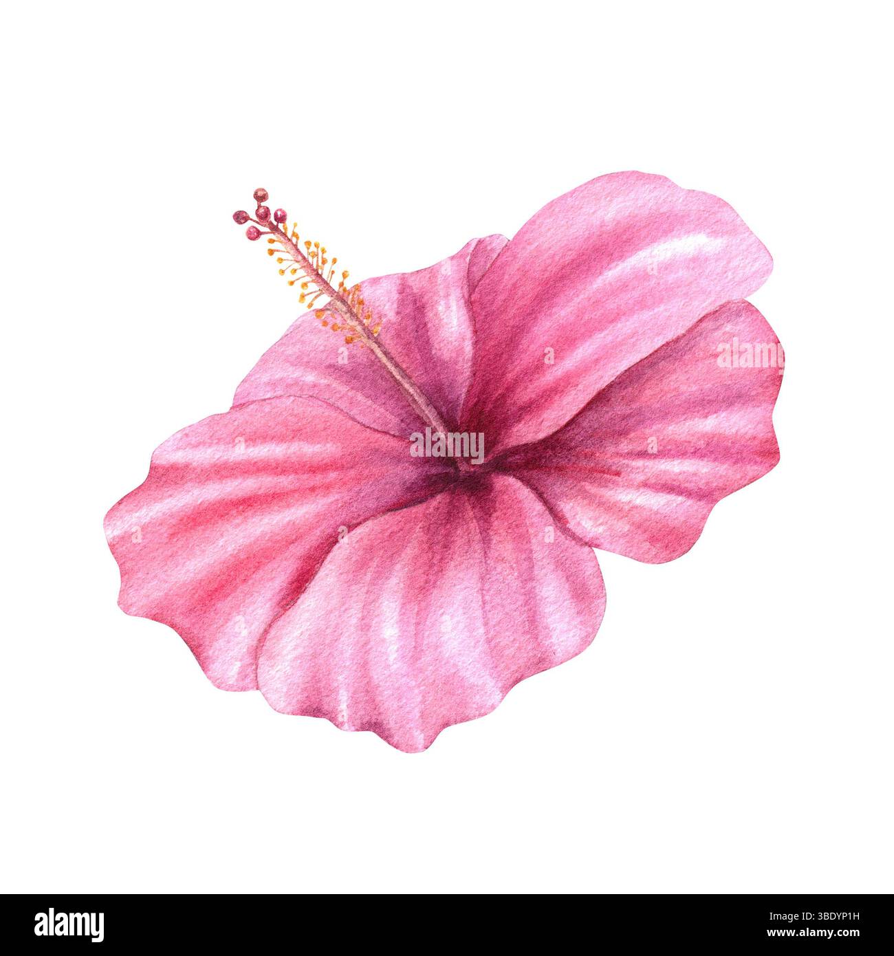 Pink hibiscus flower head watercolor illustration isolated background. Delicate hand painted floral element for stationery, textiles, tropical designs Stock Photo