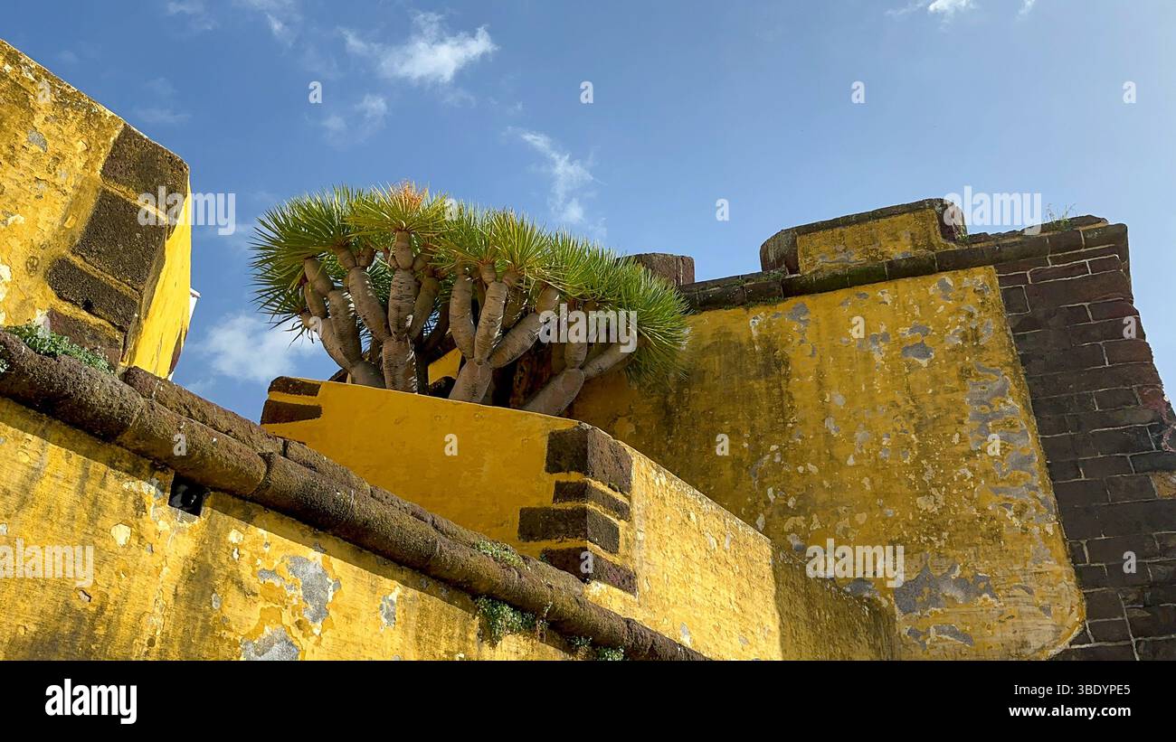 Festung São Tiago mit gelbem Wachturm unter blauem Himmel, Funchal, Madeira - Smartphone Captured Stock Image