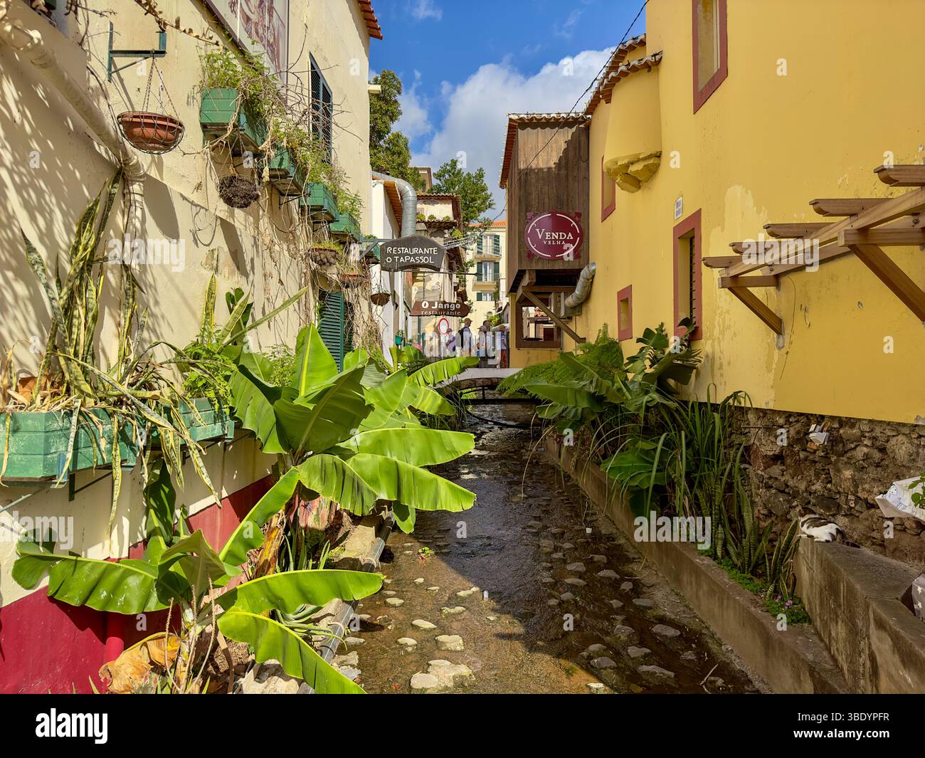 Idyllische Gasse mit Bach und tropischen Pflanzen in der Altstadt von Funchal, Madeira - Smartphone Captured Stock Image