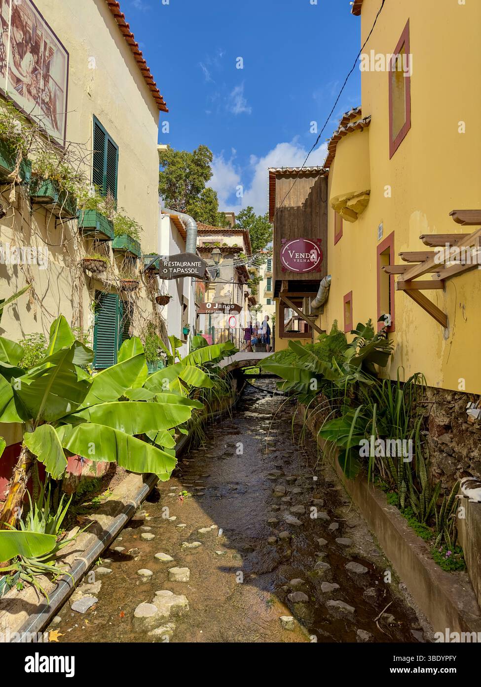 Idyllische Gasse mit Bach und tropischen Pflanzen in der Altstadt von Funchal, Madeira - Smartphone Captured Stock Image