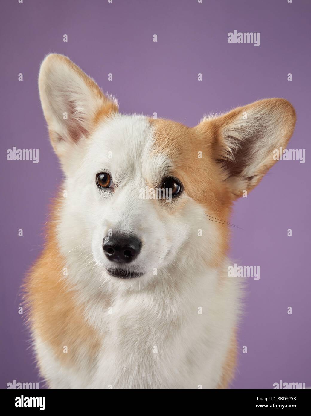 A Corgi looks attentively forward against a purple background, showing curiosity. The portrait emphasizes the dog alert and friendly personality in a Stock Photo