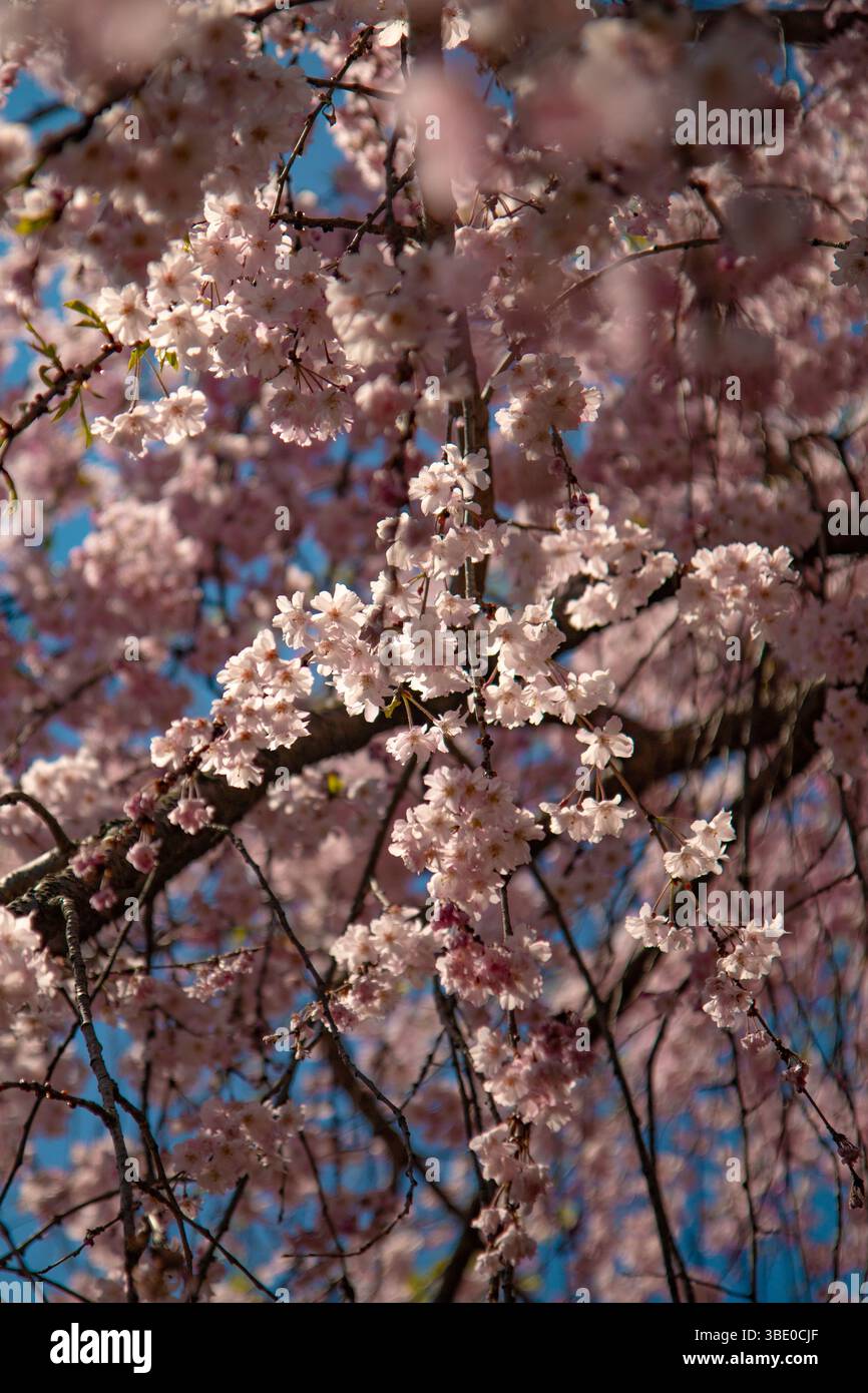 Delicate cherry blossom branches framing hi-res stock photography and ...