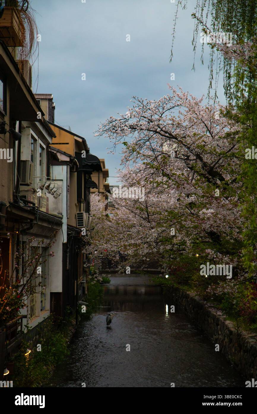 A lone heron stands in a narrow Kyoto canal lined with cherry blossoms and traditional houses under soft spring light Stock Photo