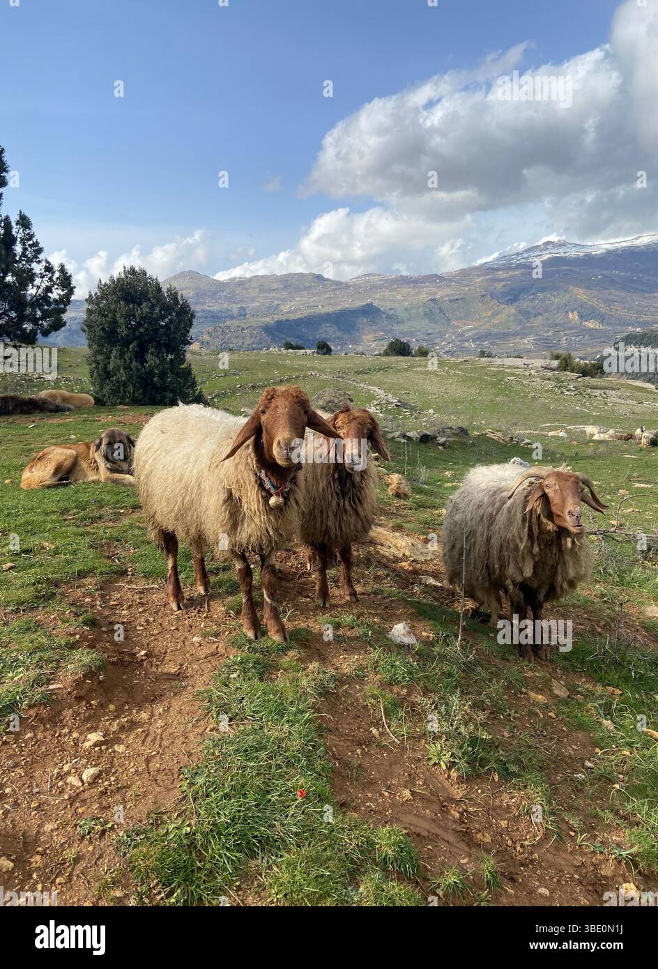 A herd of sheep grazes in the mountain village of Afqa, Lebanon, showcasing traditional rural life amid Mediterranean landscapes. - Smartphone Captured Stock Image