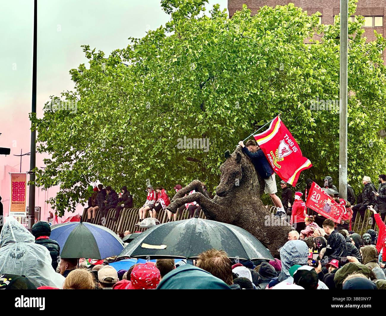 Fans pack Strand Street, Liverpool, UK. May 26 2025. Fan waves a flag atop the horse statue whilst others sit on fences to get a better view. Rain day - Smartphone Captured Stock Image
