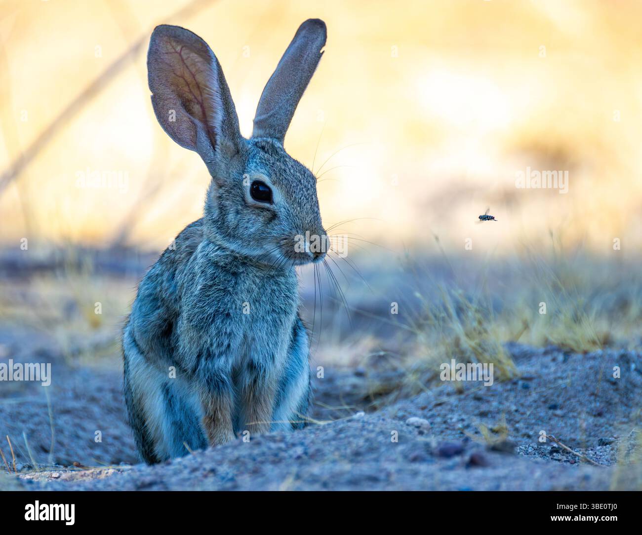 Arizona Desert Mammals - Jack Rabbit Stock Photo - Alamy