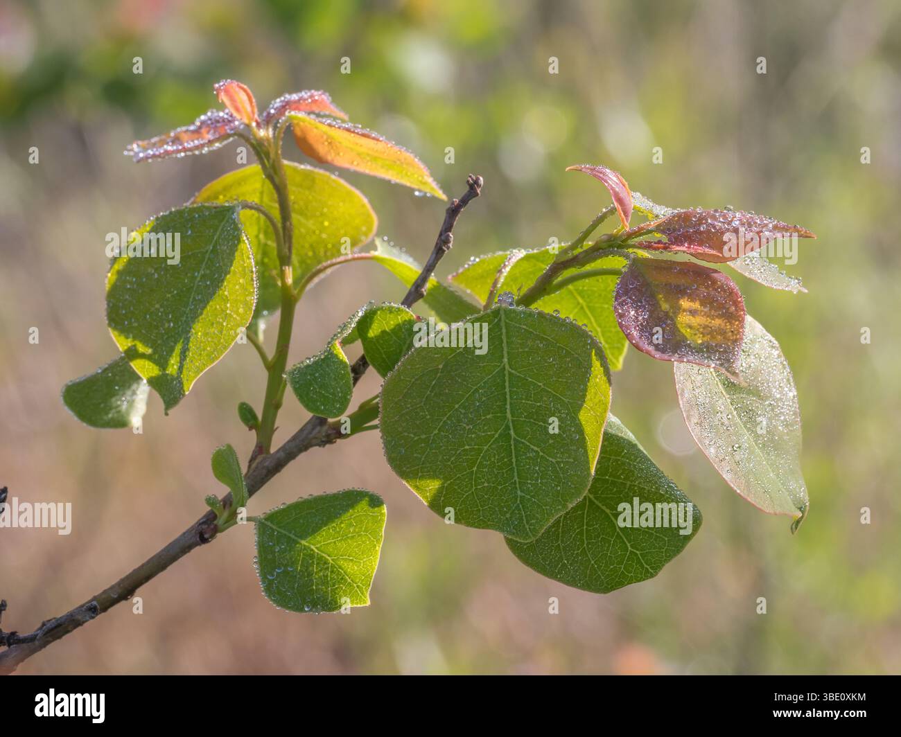 Triadica sebifera, the Chinese tallow tree, is an invasive plant in the ...