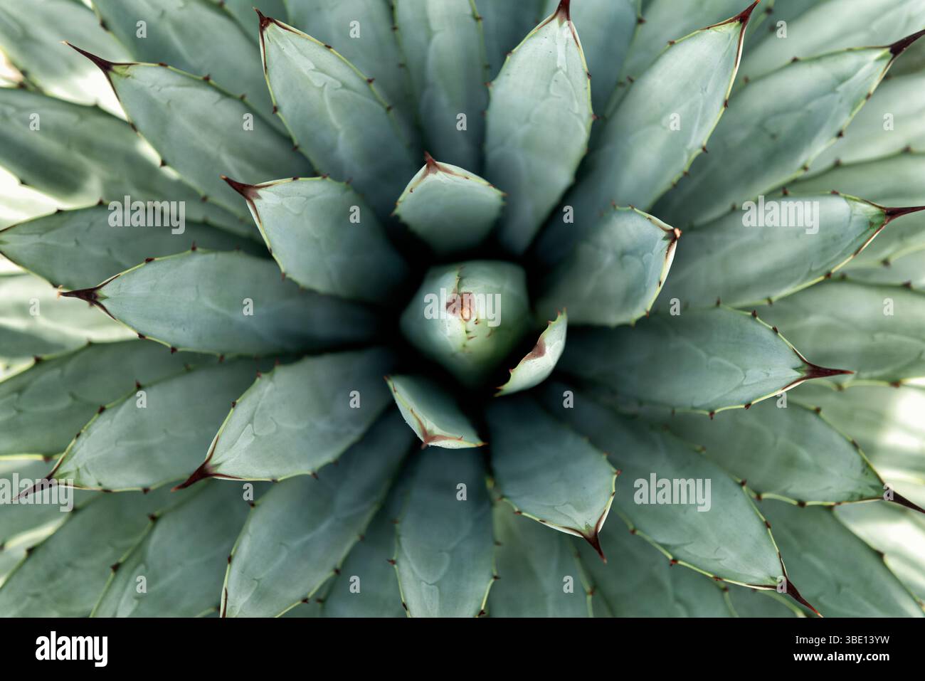Large thorned agave hi-res stock photography and images - Alamy