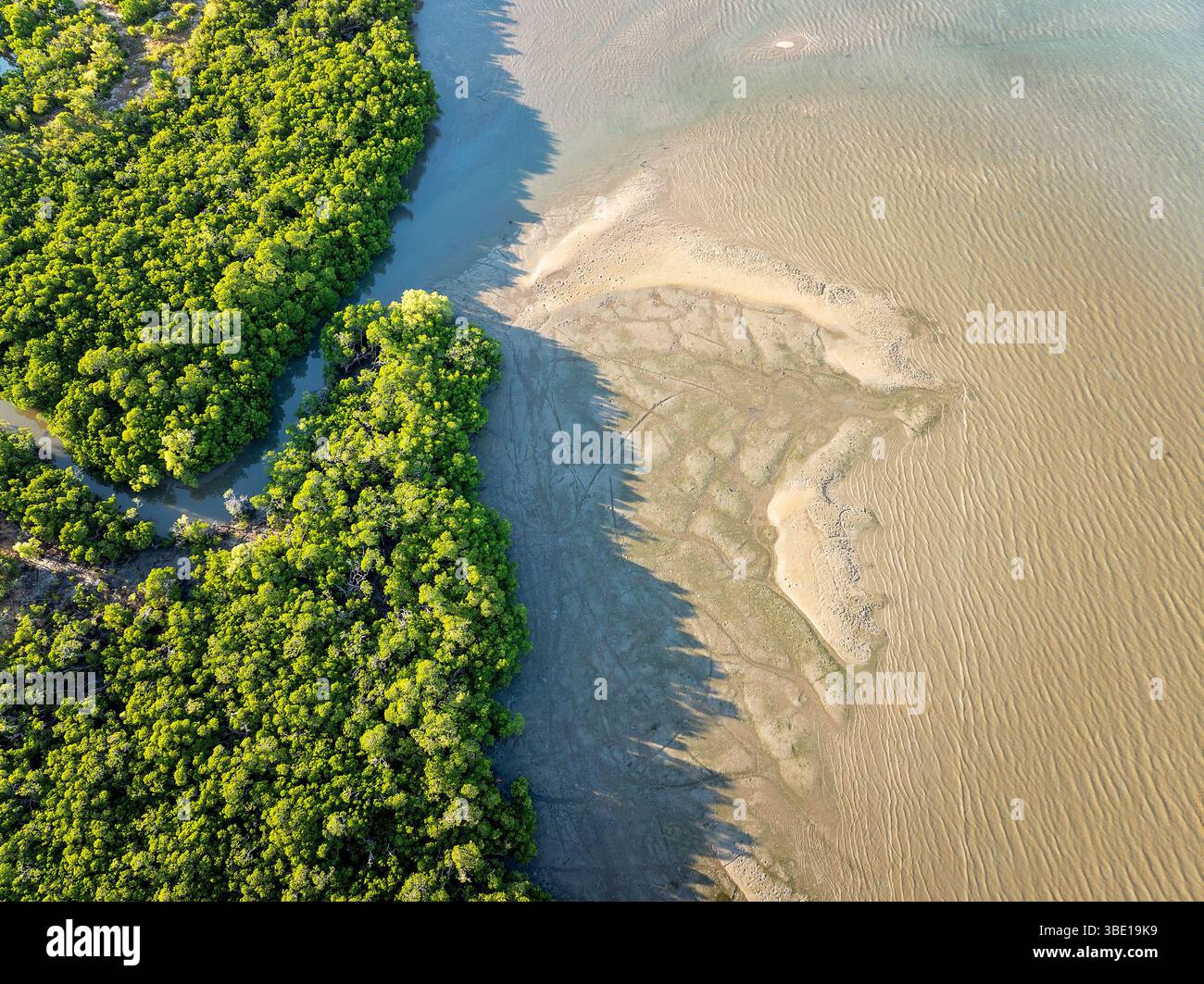 Sunlight highlights the textures of the trees and wetland contours ...