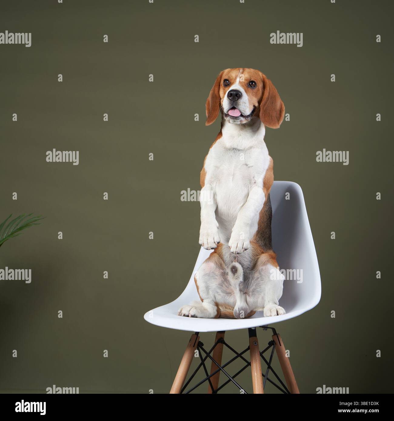 A beagle sits upright on a modern chair with house plants in the background. The well-lit setting gives a fresh and homely feel to the image. Stock Photo