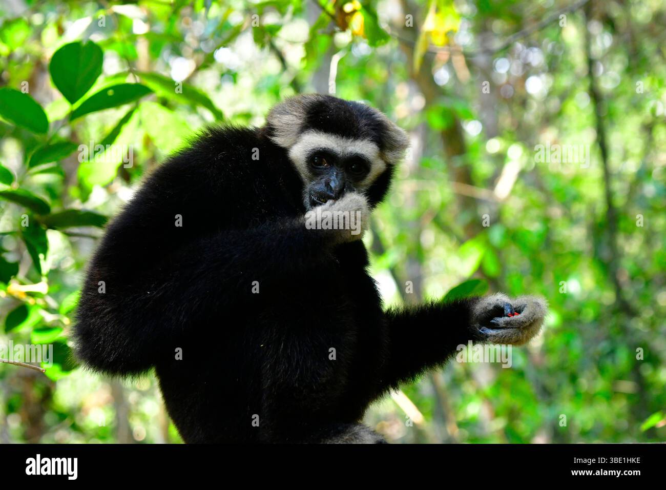 Wild Gibbon monkey in the jungles of Cambodia,South East Asia. Stock Photo
