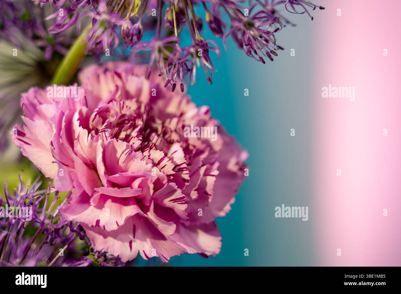 Delicate color palette highlights hi-res stock photography and images ...