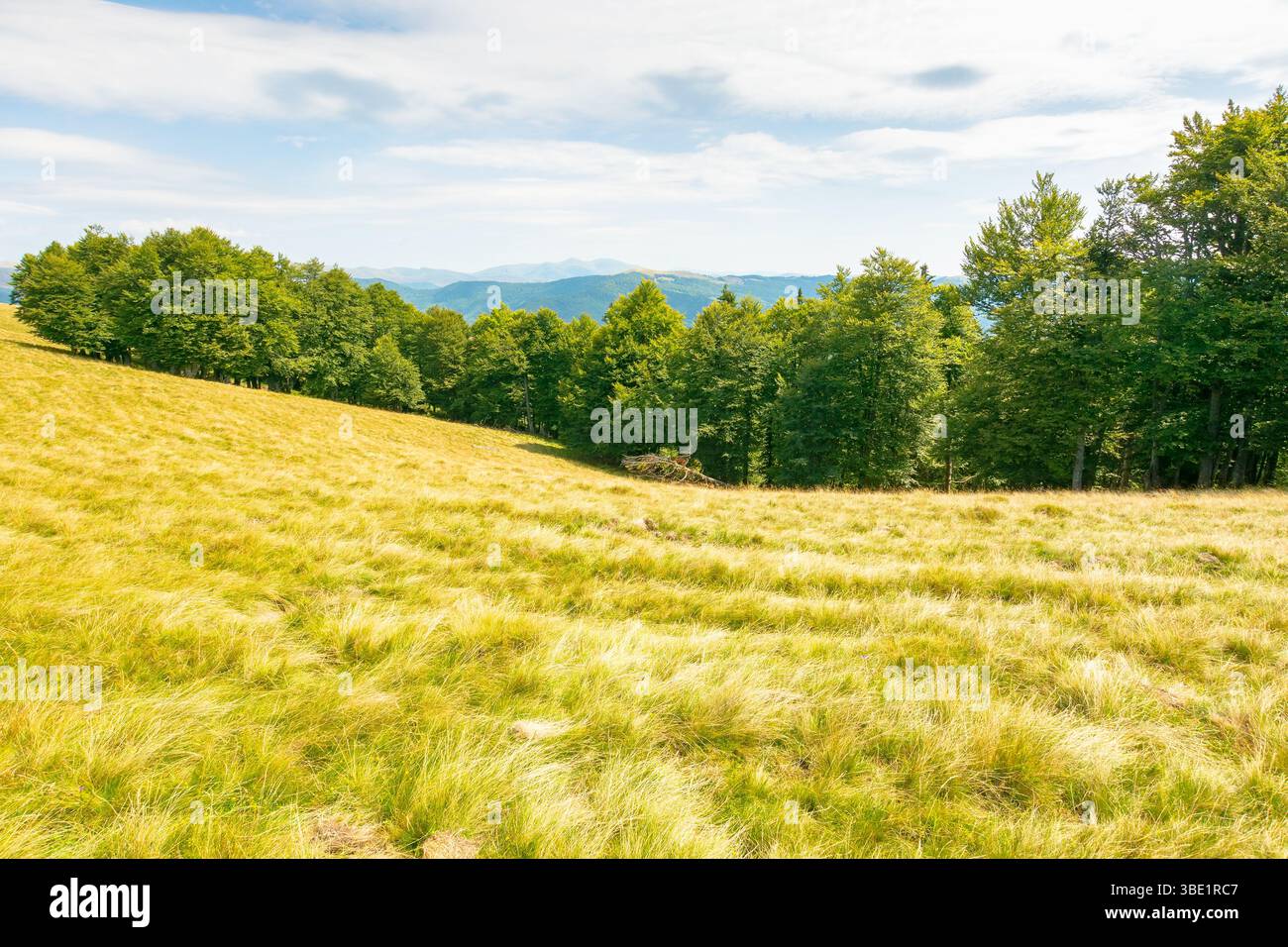 landscape of carpathian mountains in late summer. alpine scenery with primeval beech forest behind the grassy meadow beneath a cloudy sky at high noon Stock Photo