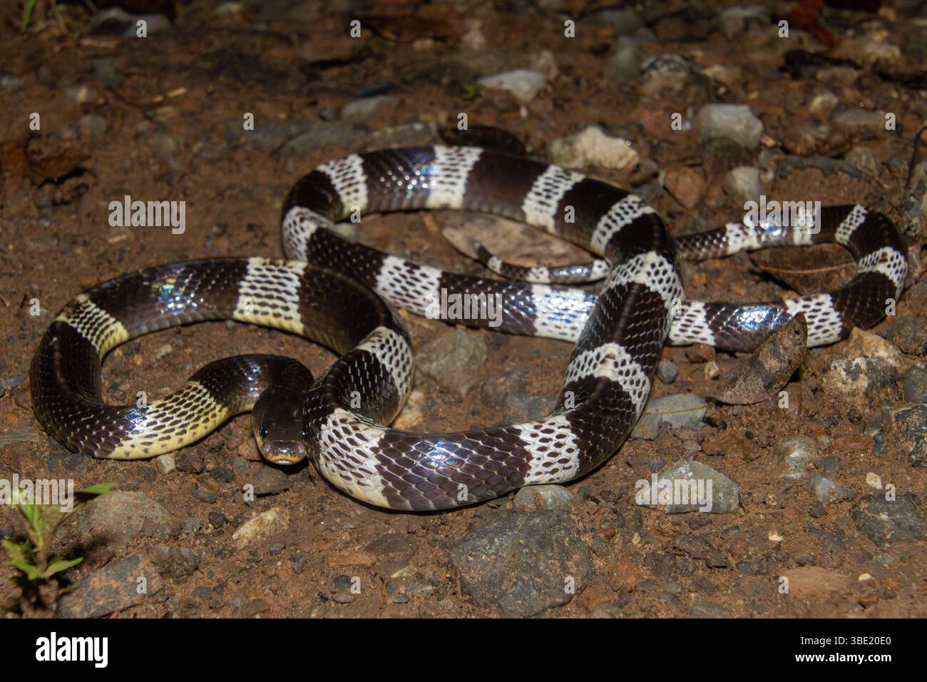 Malayan krait, blue krait (Bungarus candidus Stock Photo - Alamy