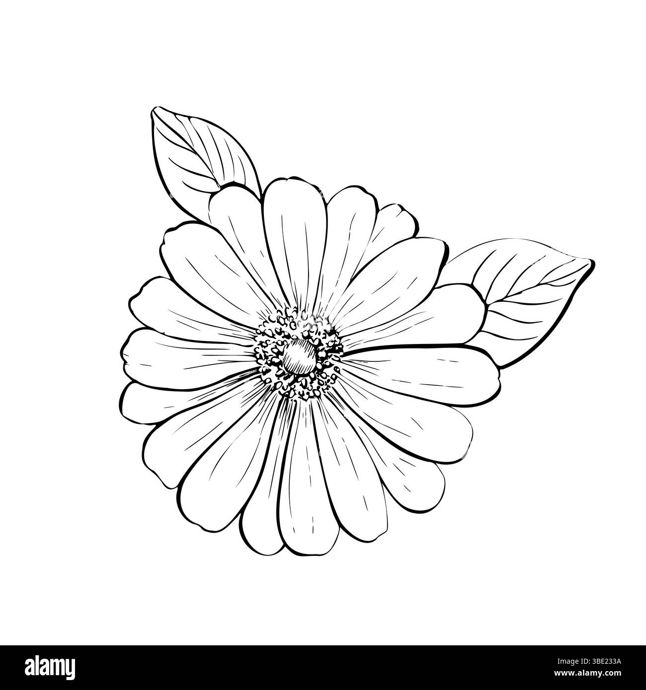 Vector delicate Gerbera with leaves. Hand painted linear contour chrysanthemum, osteospermum, chamomile flower. Graphic clipart isolated. Botanical Stock Vector