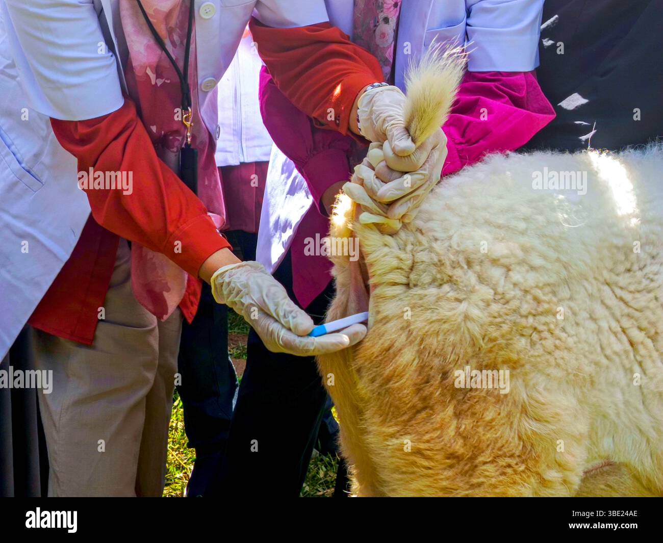 Bogor, Indonesia. 27th May, 2025. Rectal examination of sheep to ...