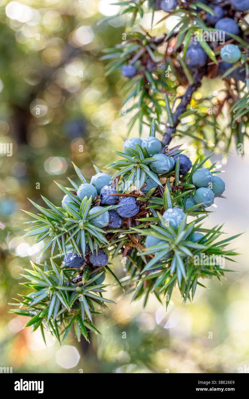 Juniper (Juniperus communis), berries ripening Stock Photo
