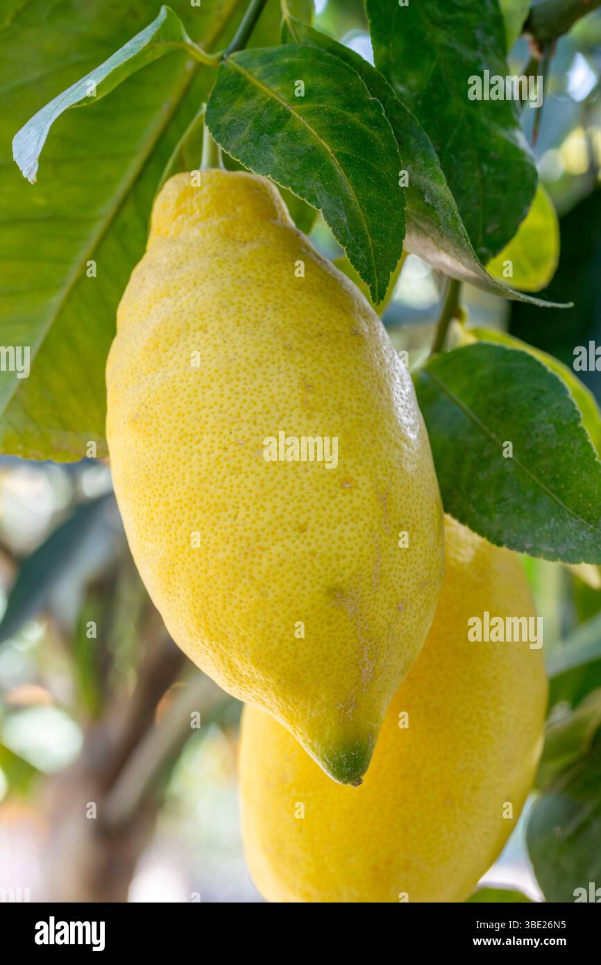 Ripe Lemons 'Lunario' on the tree Stock Photo