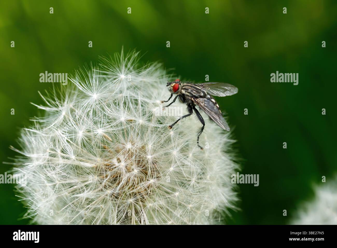 Fly on dandelion seed head Stock Photo
