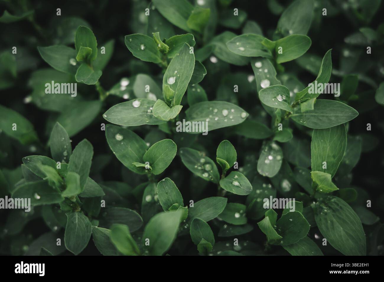 Knotweed, leaves of grass after a rainy day. Ideal picture for a background image. Image that conveys freshness. Stock Photo