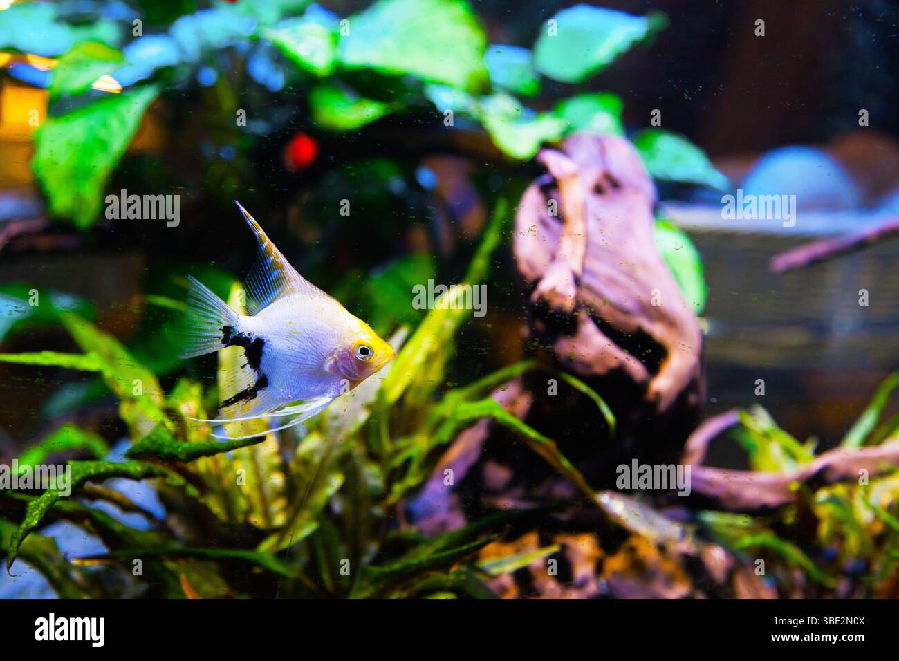 Little colorful fish bright hi res stock photography and images Alamy Little colorful fish bright hi res stock photography and images Alamy