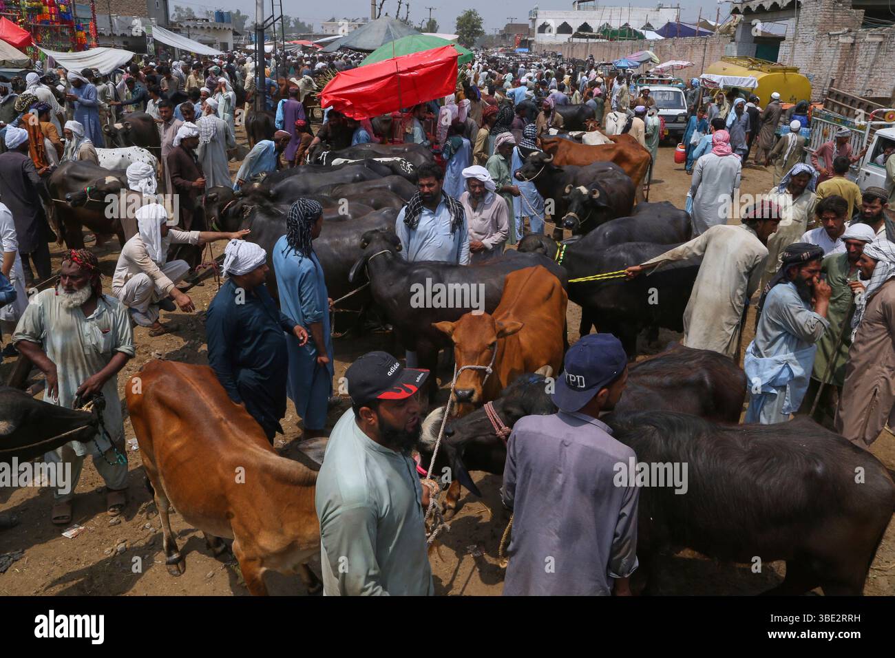 People negotiate with vendors to buy livestock at a cattle market set ...
