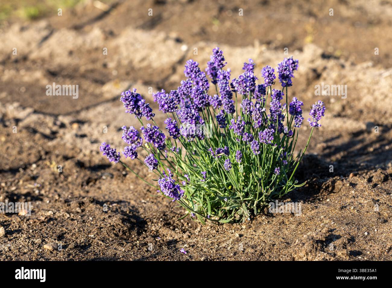 Young lavender plant hi-res stock photography and images - Alamy