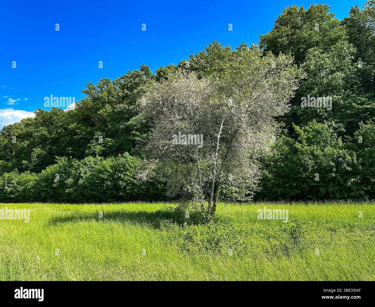 Eichenprozessionsspinner Raupen Haben Baum Komplett Befallen 