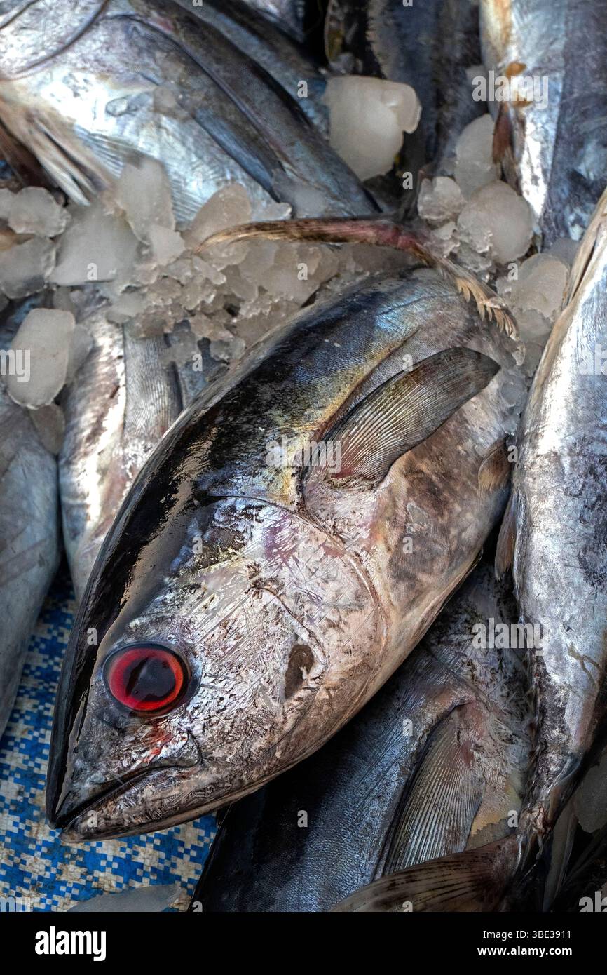 India, Kerala, Kochi, fish market Stock Photo - Alamy