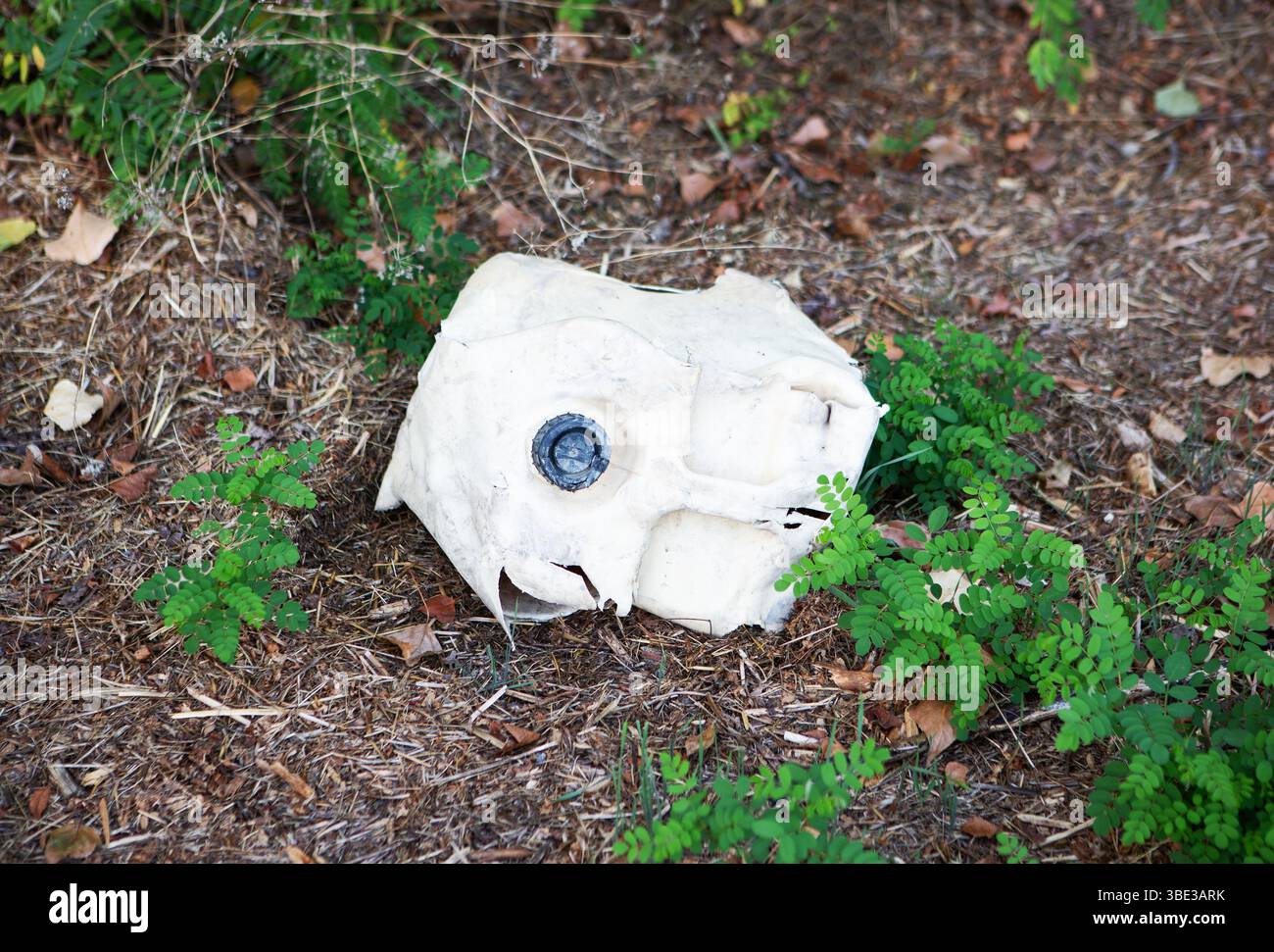 Discarded white plastic object found amidst forest floor foliage. Stock Photo