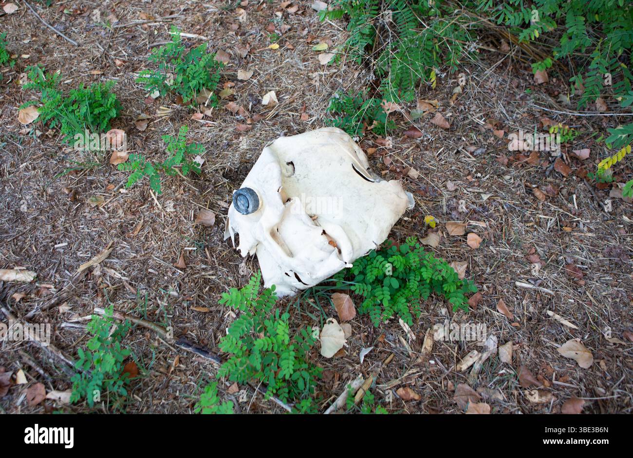 Discarded white plastic object found amidst forest floor foliage. Stock Photo
