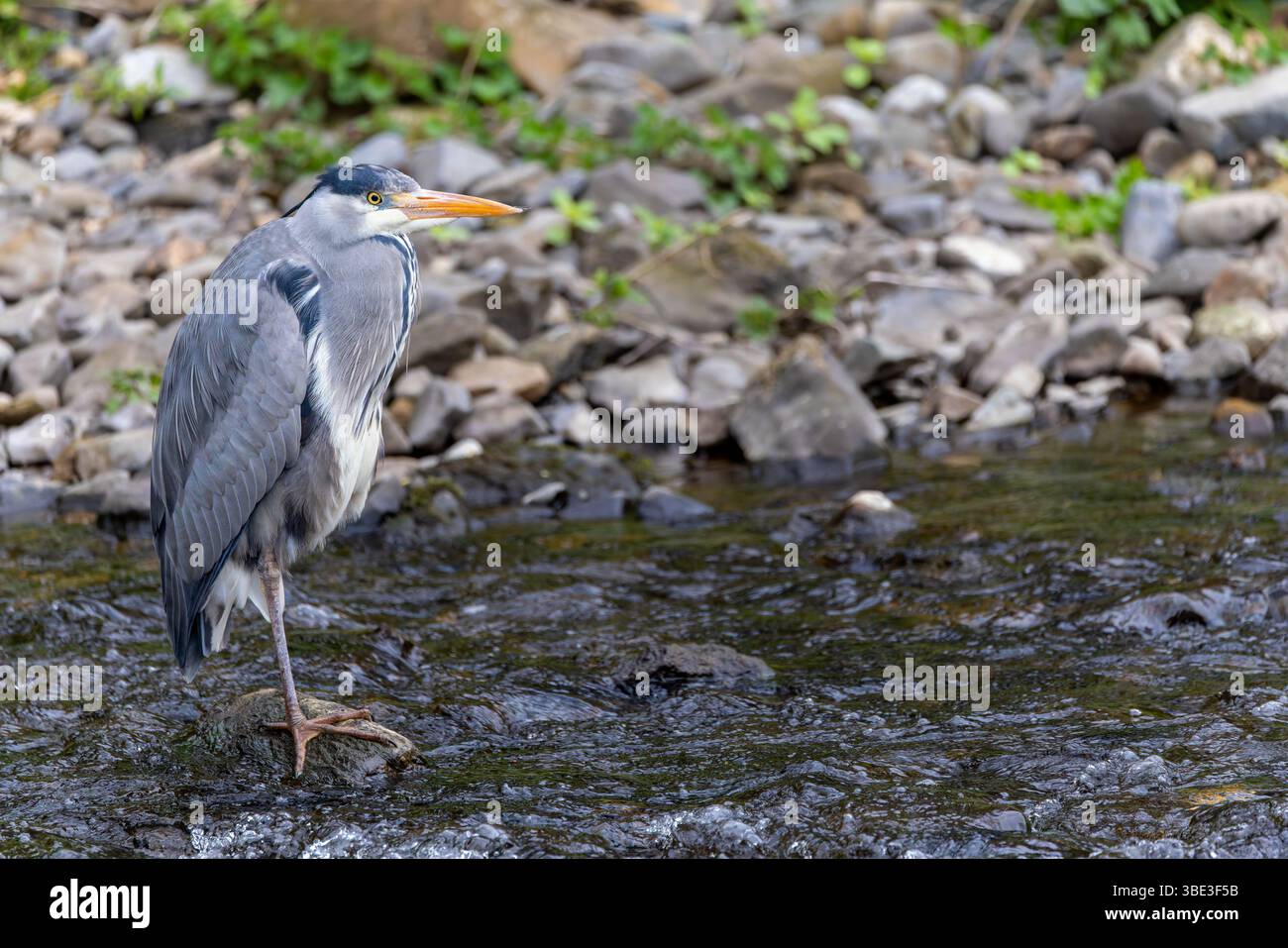 Grey heron "Ardea cinerea" standing on one leg while fishing in waters of River "Dodder", Dublin, Ireland. Stock Photo