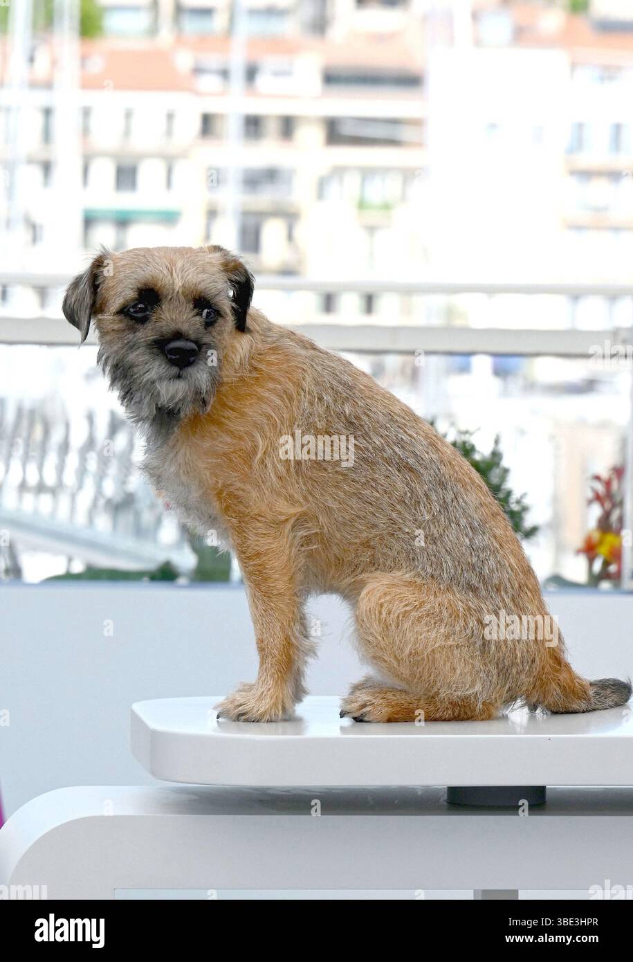 Dais the dog Photocall of the Directors of the Short Films in Competition 78th Cannes Film Festival 24 May 2025 Stock Photo