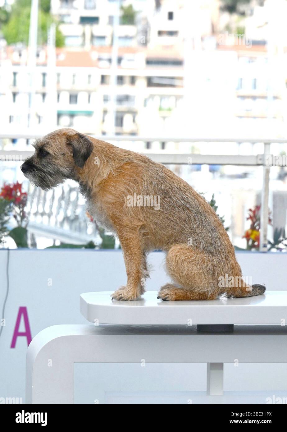 Dais the dog Photocall of the Directors of the Short Films in Competition 78th Cannes Film Festival 24 May 2025 Stock Photo