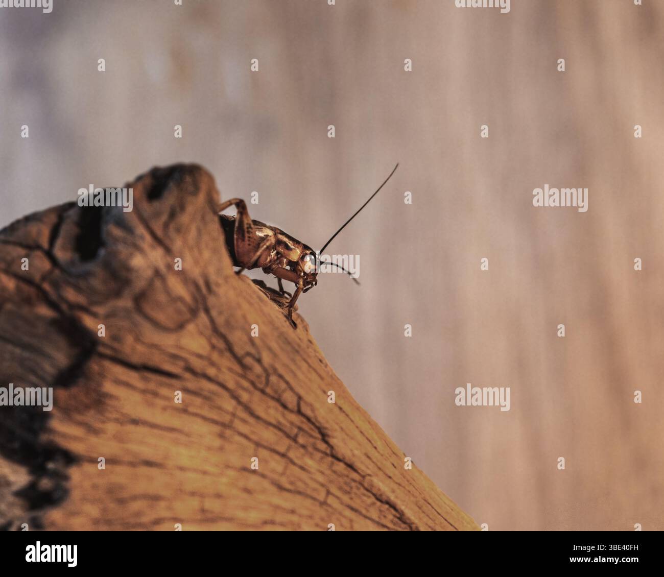 Cricket resting on a log in a vivarium for a pet bearded dragon. - Stock Image