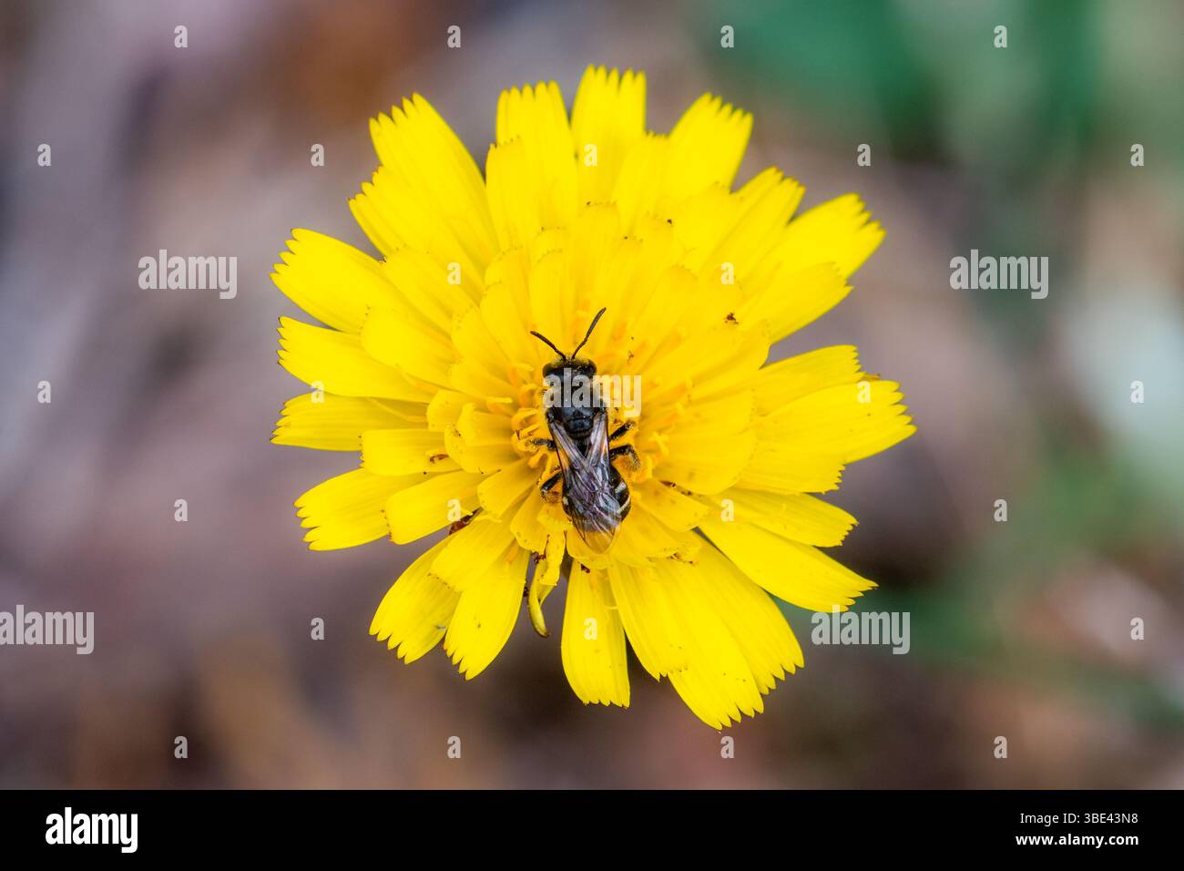 A small bee on hawkweed (Hieracium), a yellow wildflower, England, UK. Bee species are important pollinators. Stock Photo