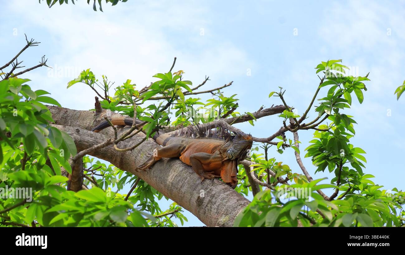Las iguanas abundan en este parque y son parte del ecosistema de la región, es común encontrarlas en el camino Stock Photo