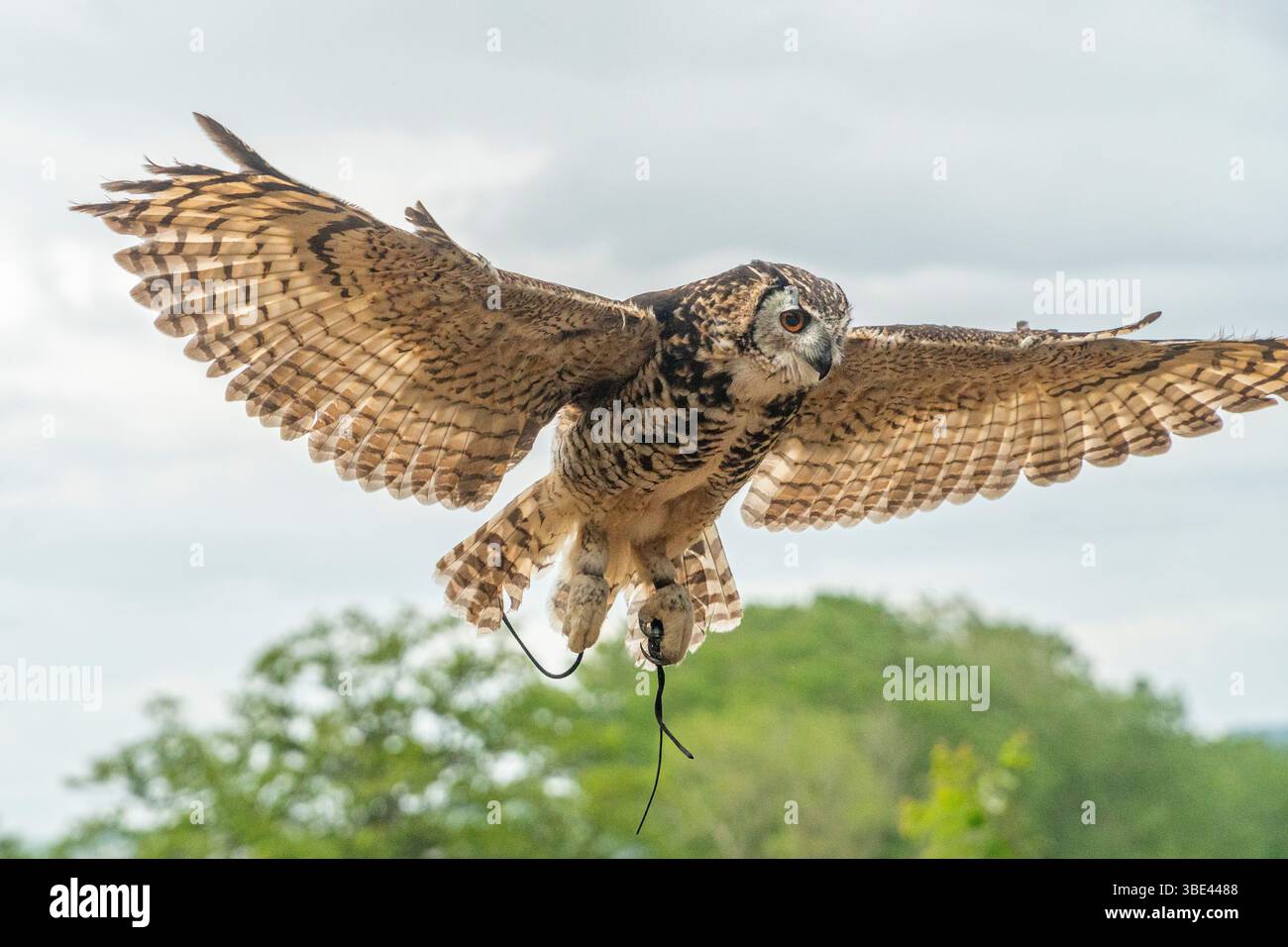 Turkmenian eagle owl coming in to land Stock Photo - Alamy
