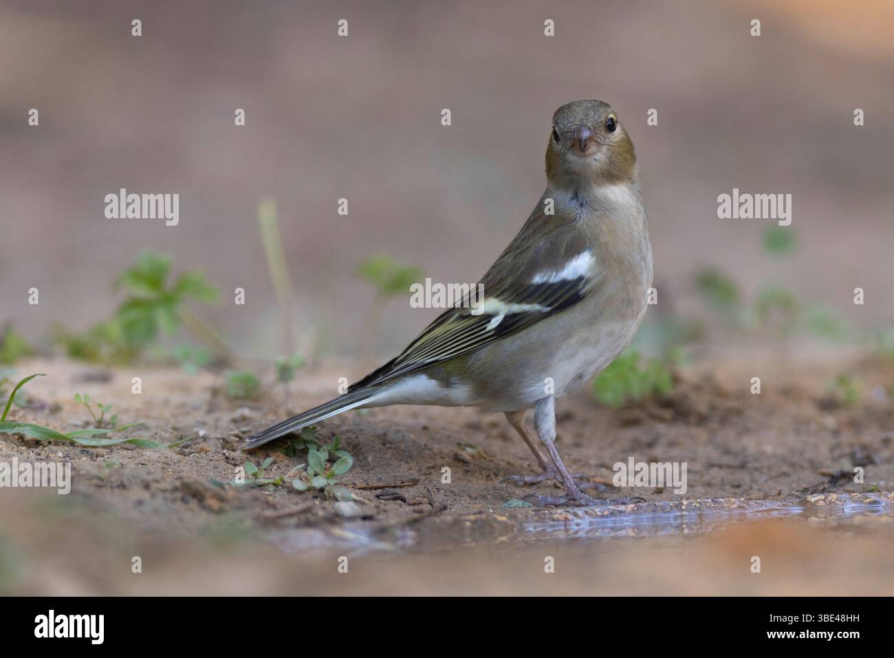 Female Eurasian chaffinch, common chaffinch, or simply the chaffinch (Fringilla coelebs شرشور العصافة المألوف ) on the ground Chaffinches are non-migr Stock Photo