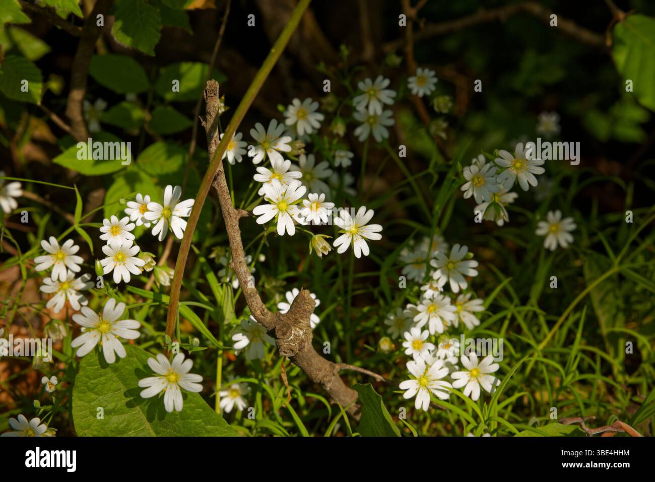 The common but attractive star shaped flowers of Greater Stitchwort Give this plant its common name of Star of Bethlehem. Stock Photo