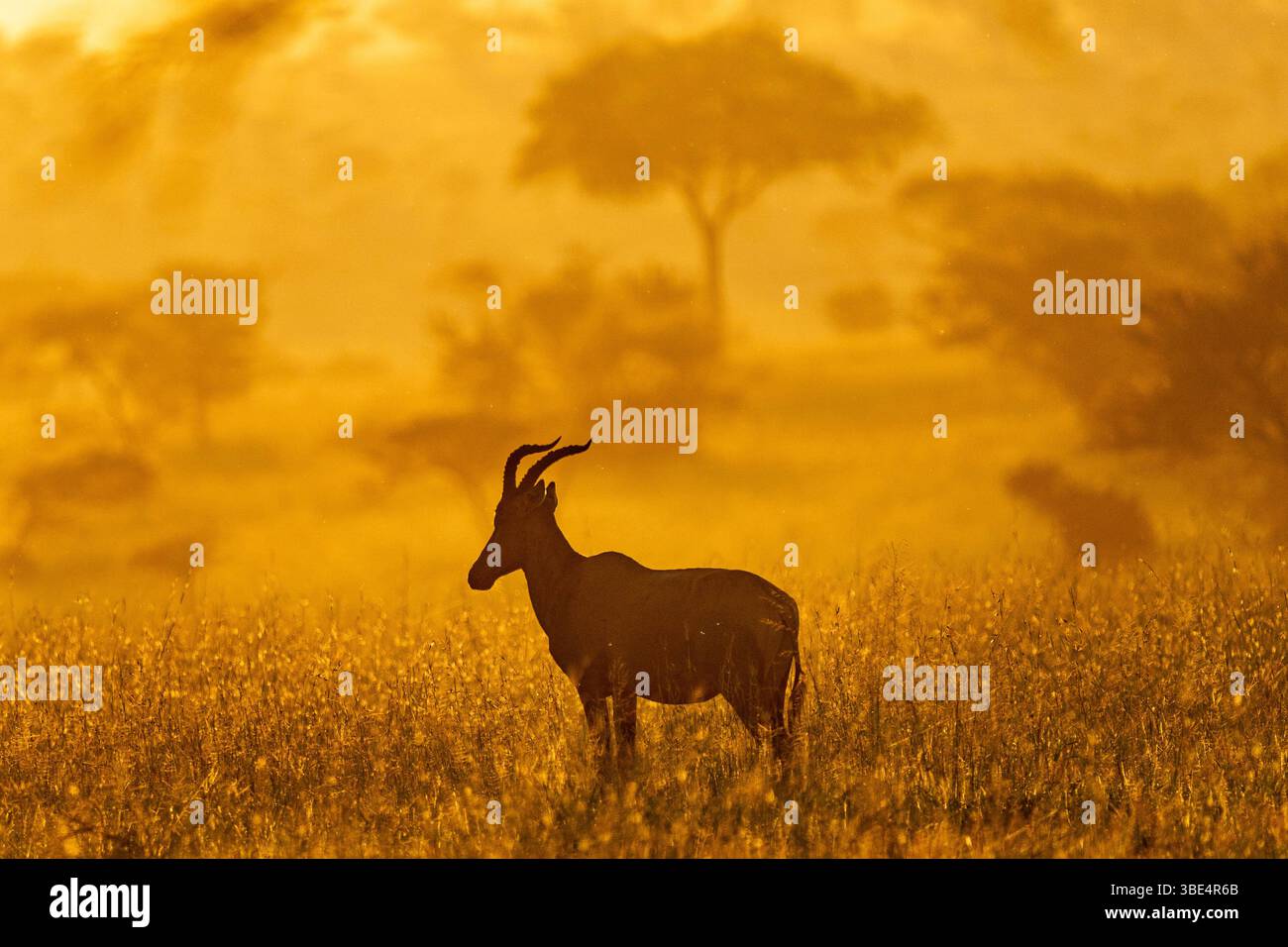 Hartebeest silhouette at sunrise in Serengeti grassland Stock Photo