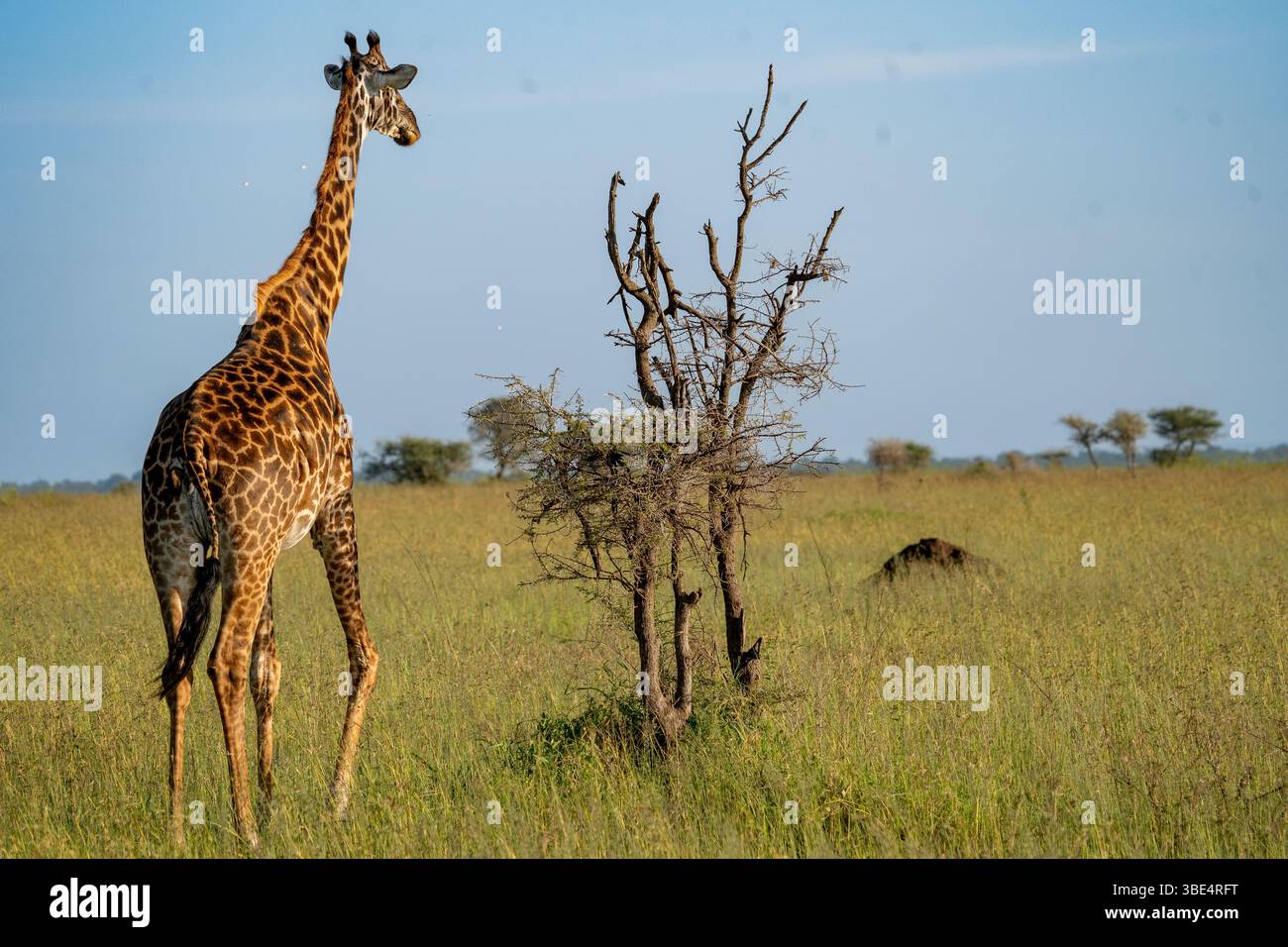 Giraffe feeding on acacia tree in Serengeti Stock Photo