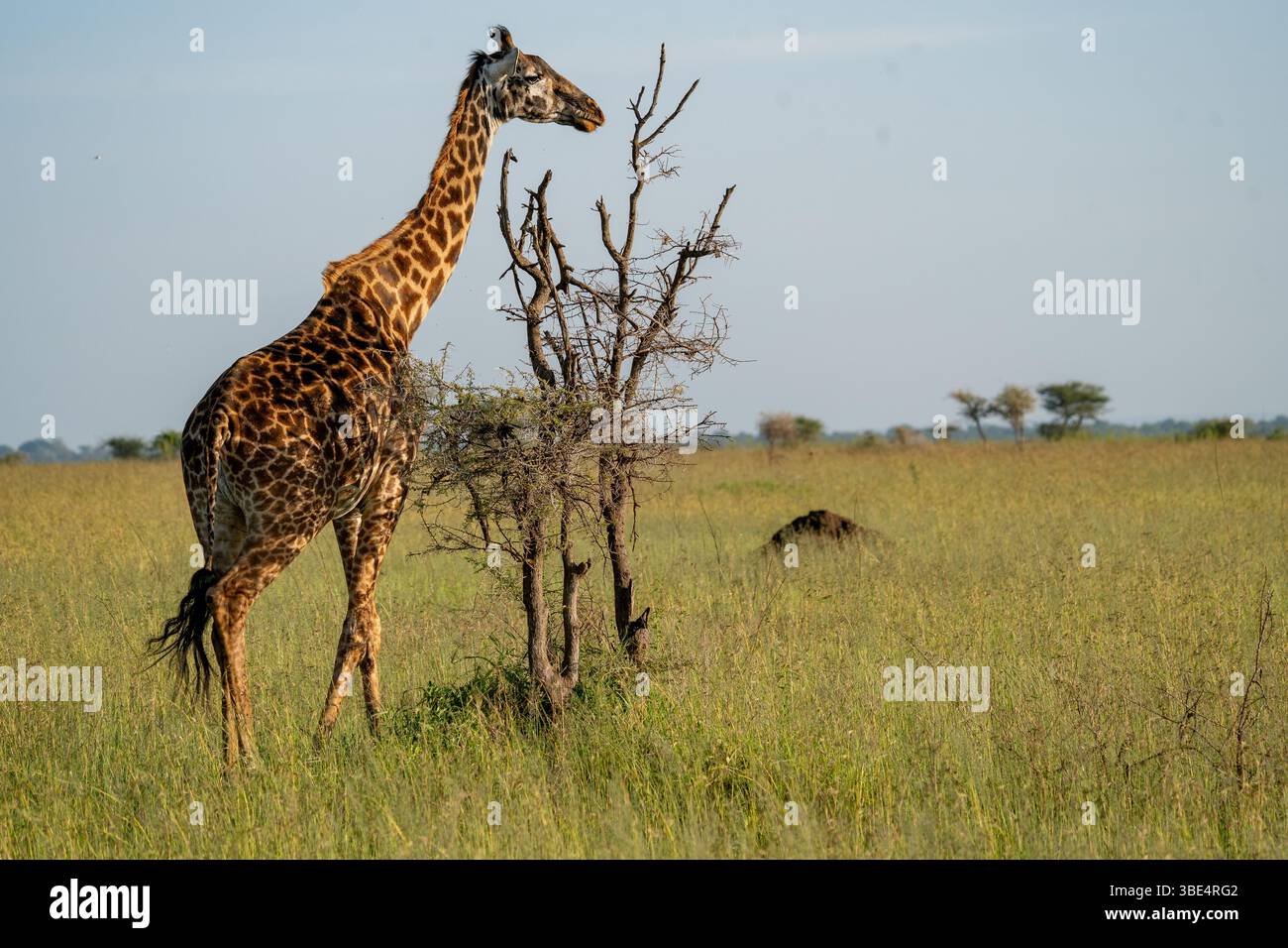 Giraffe feeding on acacia tree in Serengeti Stock Photo