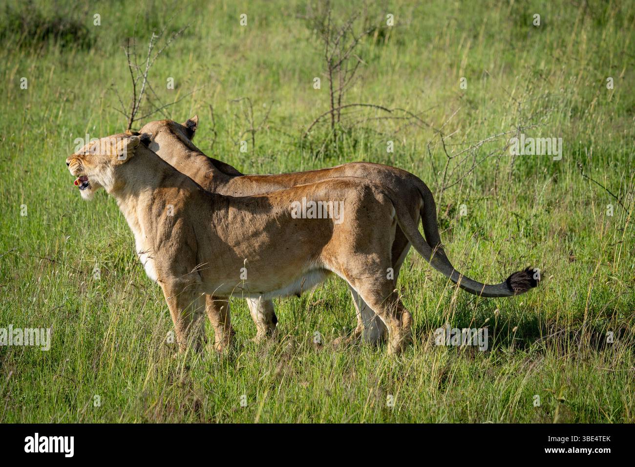 Two lionesses standing close in Serengeti grassland Stock Photo
