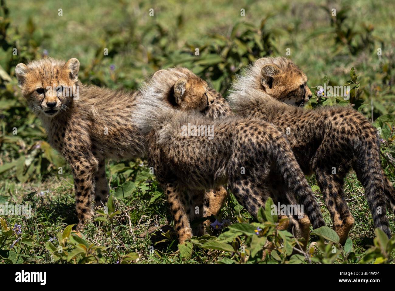 Three cheetah cubs standing together in Serengeti National Park Stock Photo